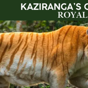 Kaziranga’s Golden Legacy