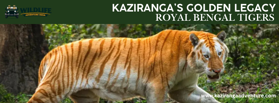 Kaziranga’s Golden Legacy