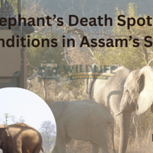 Elephant’s Death Spotlights Harsh Conditions in Assam’s Safari Tourism