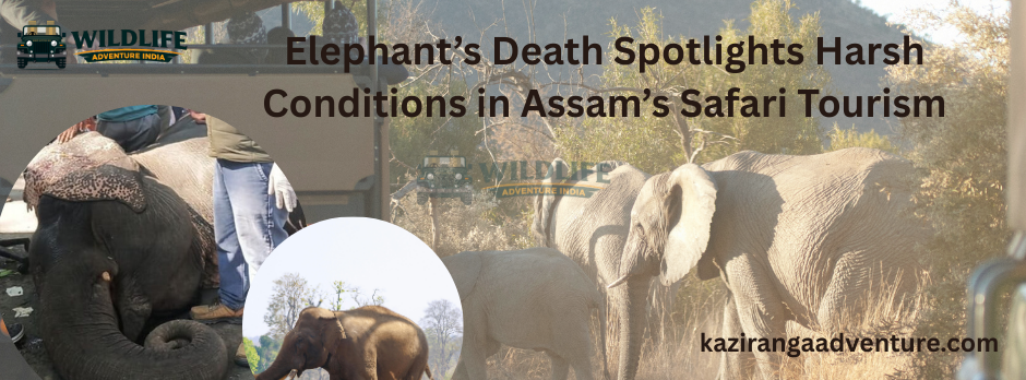Elephant’s Death Spotlights Harsh Conditions in Assam’s Safari Tourism