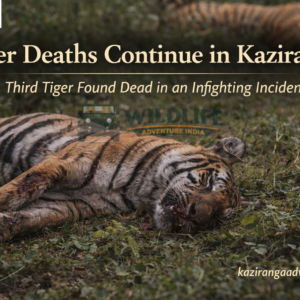 Tiger Deaths Continue in Kaziranga