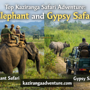Kaziranga Elephant and Gypsy Safari