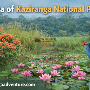 Flora of Kaziranga National Park