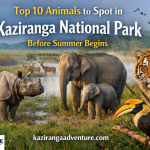 Top 10 Animals to Spot in Kaziranga National Park