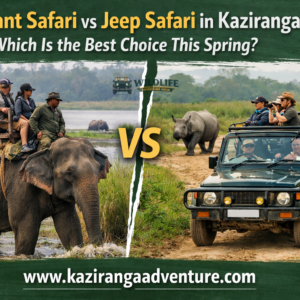 Elephant Safari vs Jeep Safari in Kaziranga
