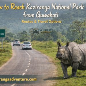How to Reach Kaziranga National Park from Guwahati: Routes & Travel Options