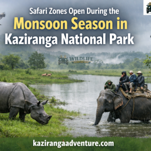 Safari Zones Open During the Monsoon Season in Kaziranga National Park