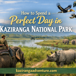 How to Spend a Perfect Day in Kaziranga National Park