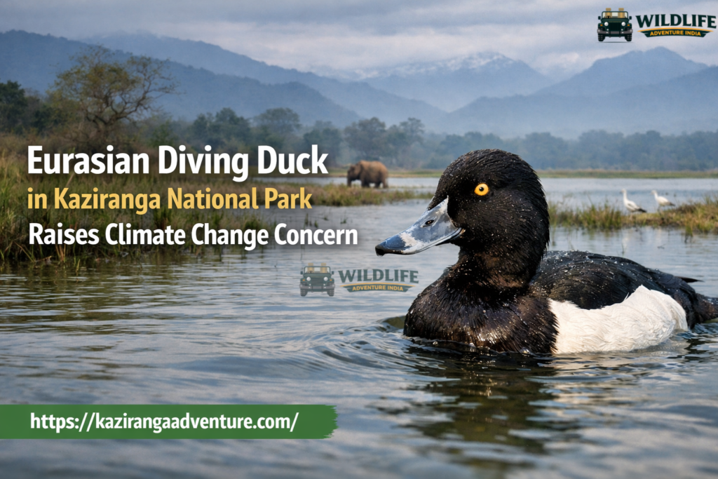 Eurasian Diving Duck in Kaziranga National Park Raises Climate Change Concern