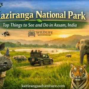 Top Things to See and Do in Assam, India