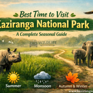 Best Time to Visit Kaziranga National Park