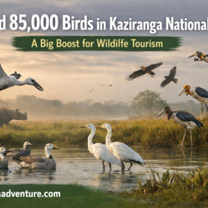 Record 85,000 Birds in Kaziranga National Park: A Big Boost for Wildlife Tourism