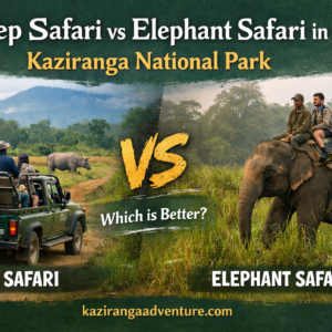 Jeep Safari vs Elephant Safari in Kaziranga National Park