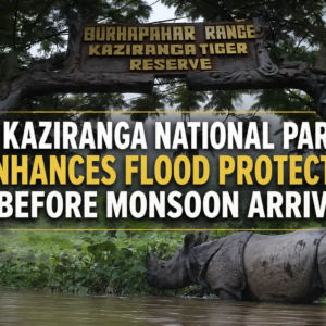 Kaziranga National Park Enhances Flood Protection Before Monsoon Arrival