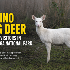 Rare Albino Hog Deer Amazes Visitors in Kaziranga National Park