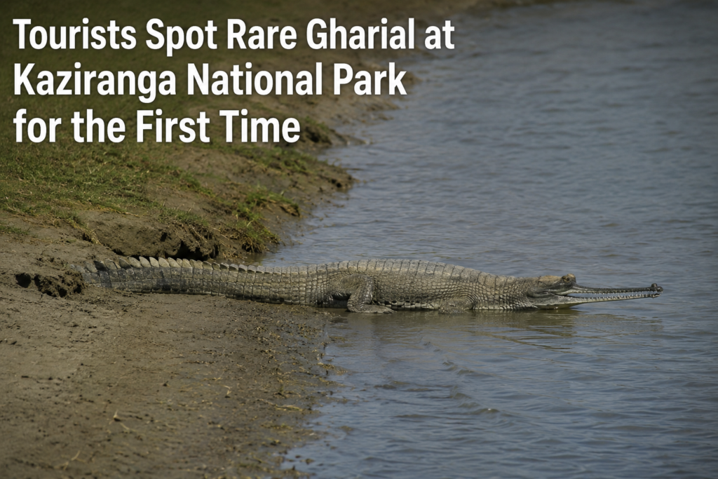 Tourists Spot Rare Gharial at Kaziranga National Park for the First Time