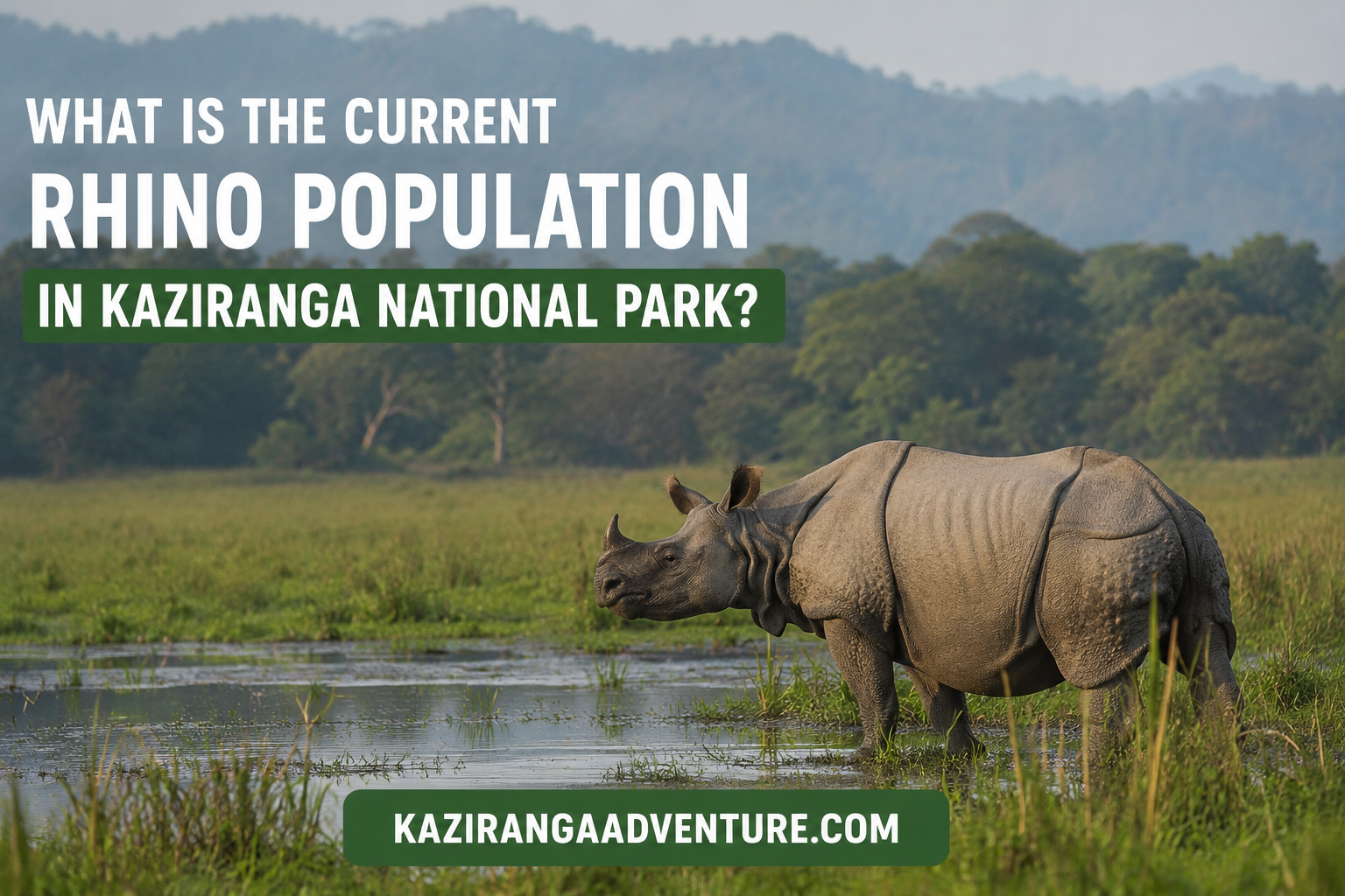 What Is the Current Rhino Population in Kaziranga National Park? 