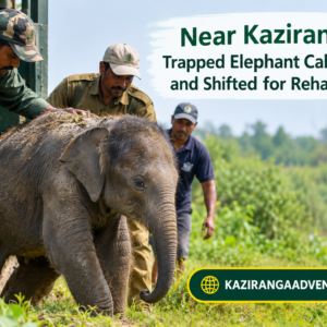 Near Kaziranga, Trapped Elephant Calf Rescued and Shifted for Rehabilitation
