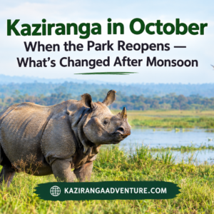Kaziranga in October: When the Park Reopens — What's Changed After Monsoon