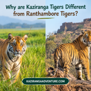 Why are Kaziranga Tigers Different from Ranthambore Tigers