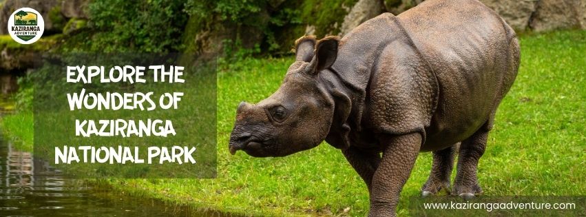 Explore the Wonders of Kaziranga National Park