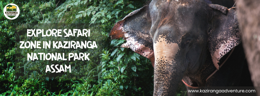 Explore the Safari Zone in Kaziranga National Park Assam.