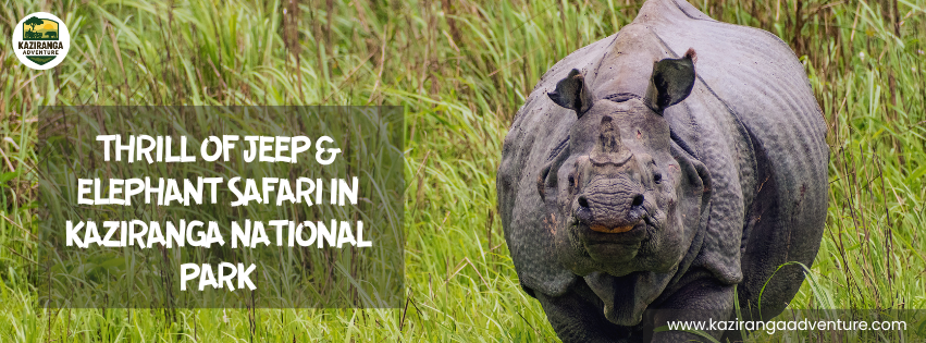 Experience the Thrill of Jeep & Elephant Safari in Kaziranga National Park, Assam