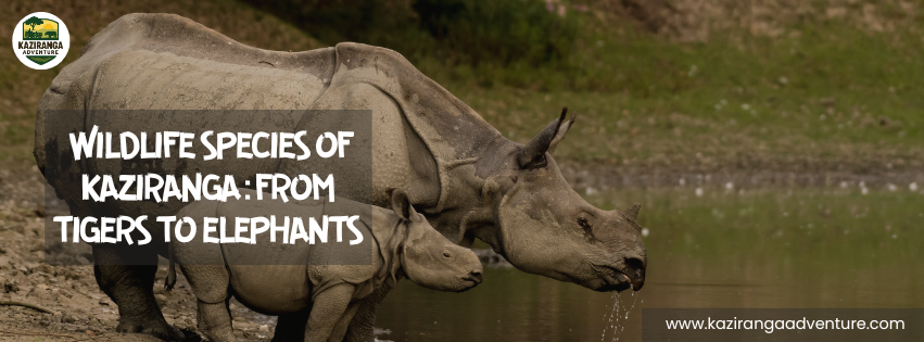 Wildlife Species of Kaziranga: From Tigers to Elephants
