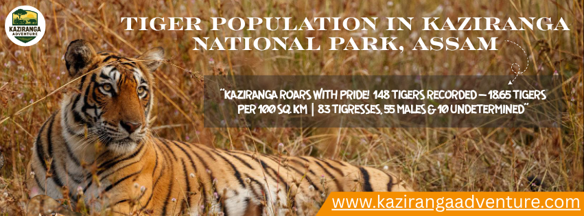Tiger Population in Kaziranga National Park, Assam | Rising Wildlife Adventure in the Heart of Assam