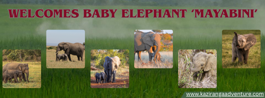 Kaziranga Welcomes Baby Elephant ‘Mayabini’, Named After Zubeen Garg’s Beloved Track