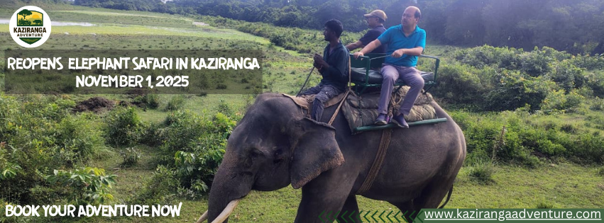 Elephant Safari in Kaziranga Reopens on 1st  November 2025 – Book Your Adventure Now