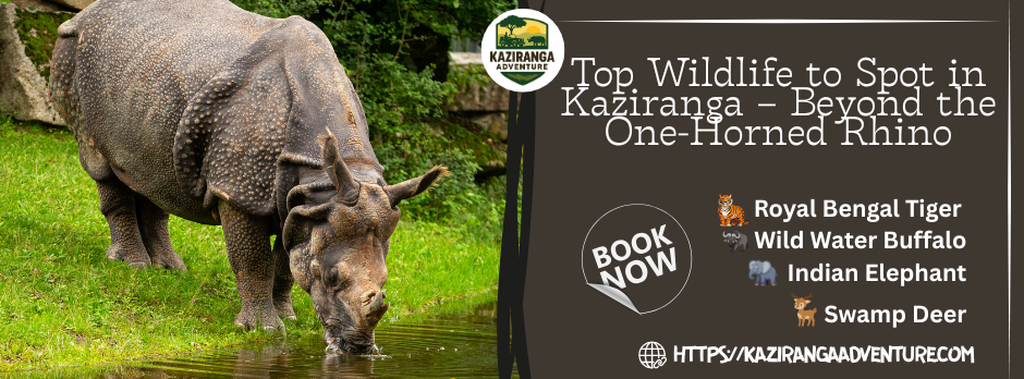 Top Wildlife to Spot in Kaziranga – Beyond the One-Horned Rhino