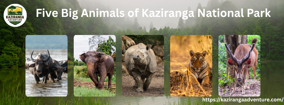 Five Big Animals of Kaziranga National Park: The Pride of Assam