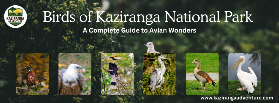 Birds of Kaziranga National Park: A Complete Guide to Avian Wonders