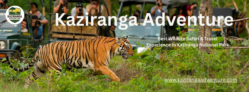 Kaziranga Adventure – Best Wildlife Safari & Travel Experience in Kaziranga National Park