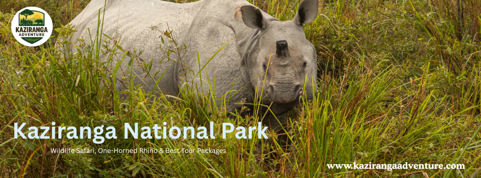 Kaziranga National Park – Wildlife Safari, One-Horned Rhino & Best Tour Packages