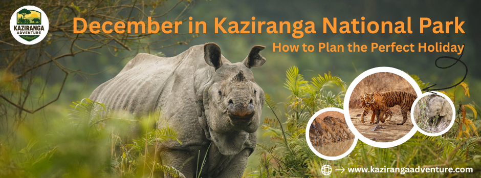 December in Kaziranga National Park: How to Plan the Perfect Holiday