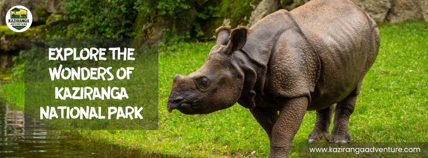 Explore the Wonders of Kaziranga National Park 2025