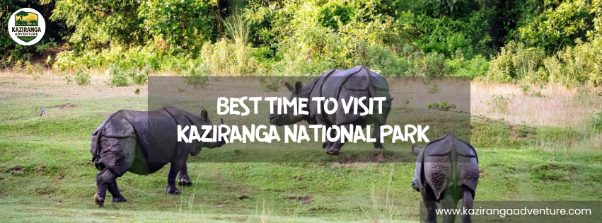 Best Time to Visit Kaziranga National Park
