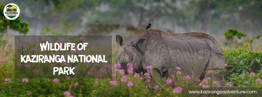 Wildlife of Kaziranga National Park: Rhinos, Tigers, and Beyond