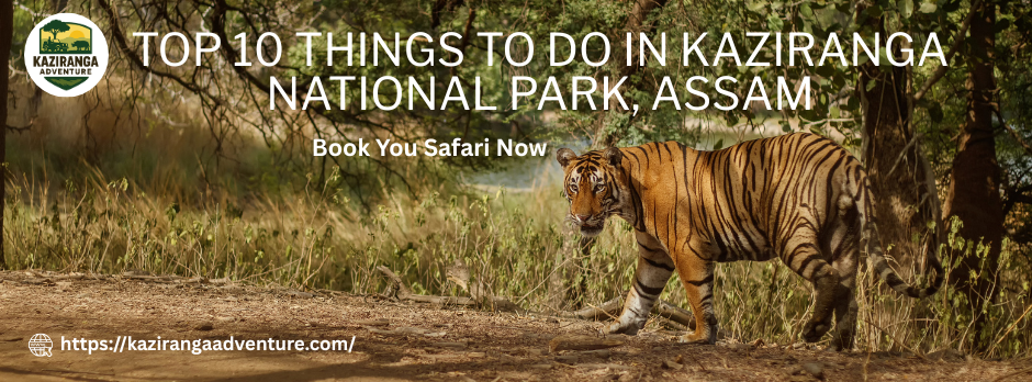 Top 10 Things to Do in Kaziranga National Park, Assam | Safari, Rhino Spotting & Travel Guide 2025