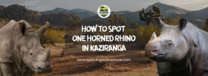 How To Spot One-Horned Rhinos In Kaziranga Adventure
