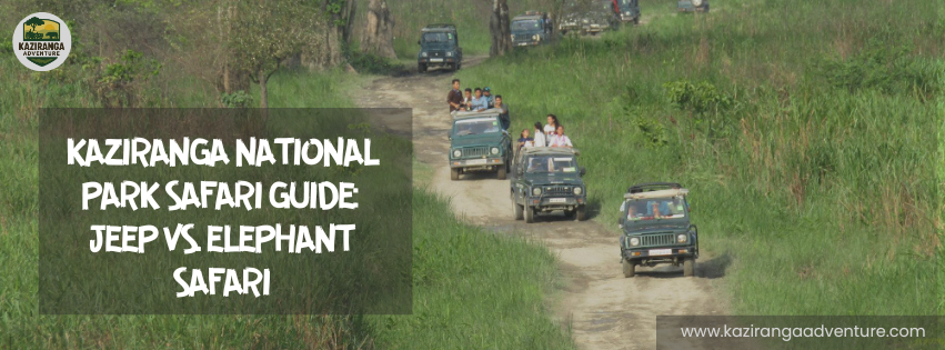 Kaziranga National Park Safari Guide: Jeep vs. Elephant Safari