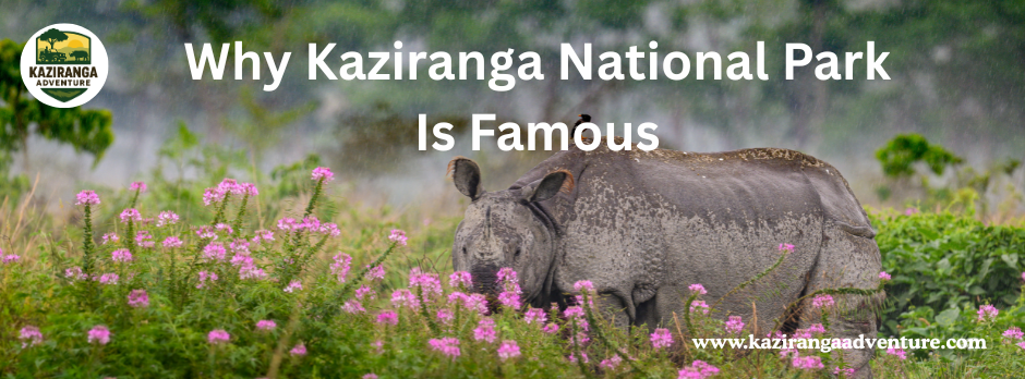 Why Kaziranga National Park Is Famous