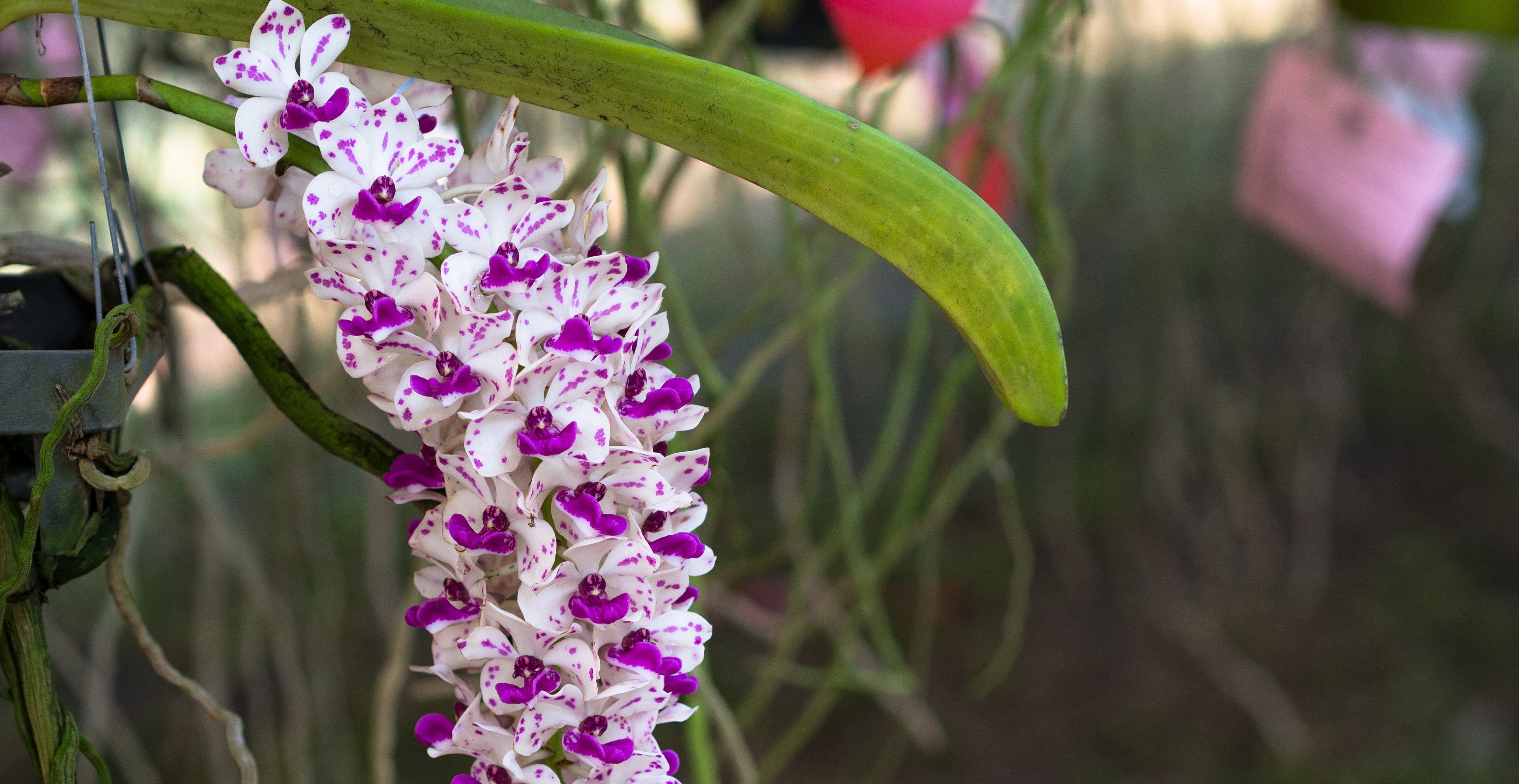 National Orchid and Biodiversity Park