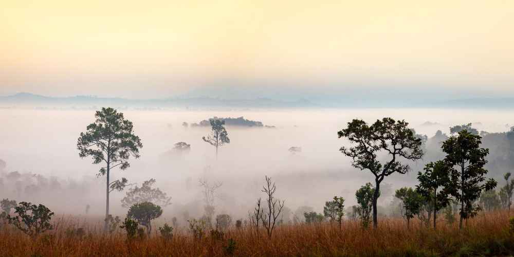 kaziranga Safari