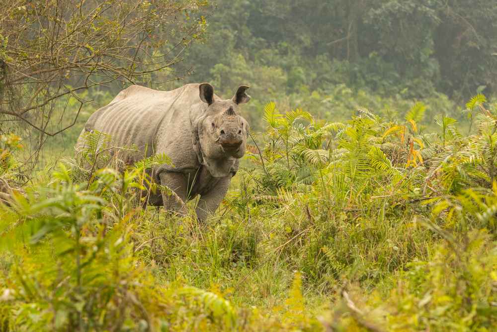 Safari Adventure