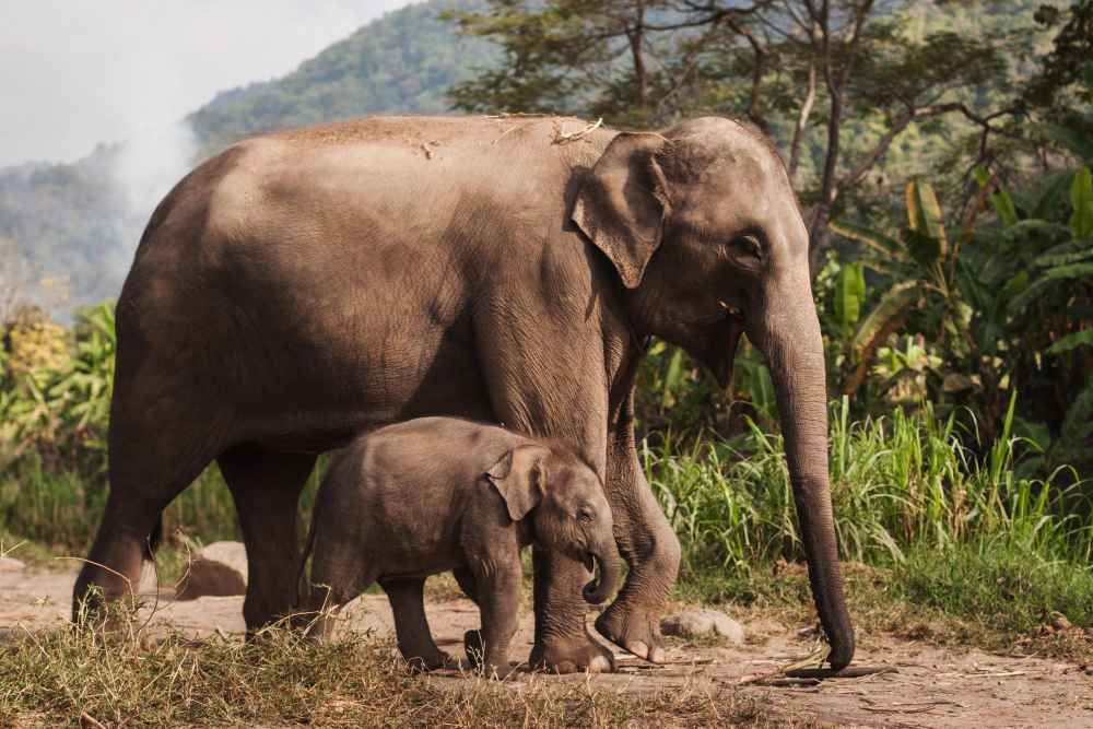 Elephant Safari