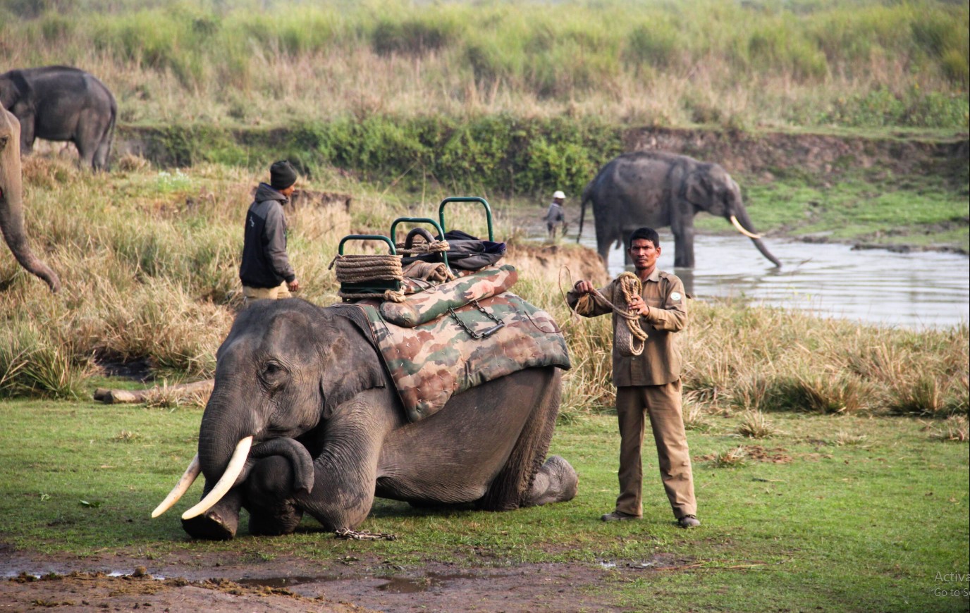 Elephant Safari Kaziranga