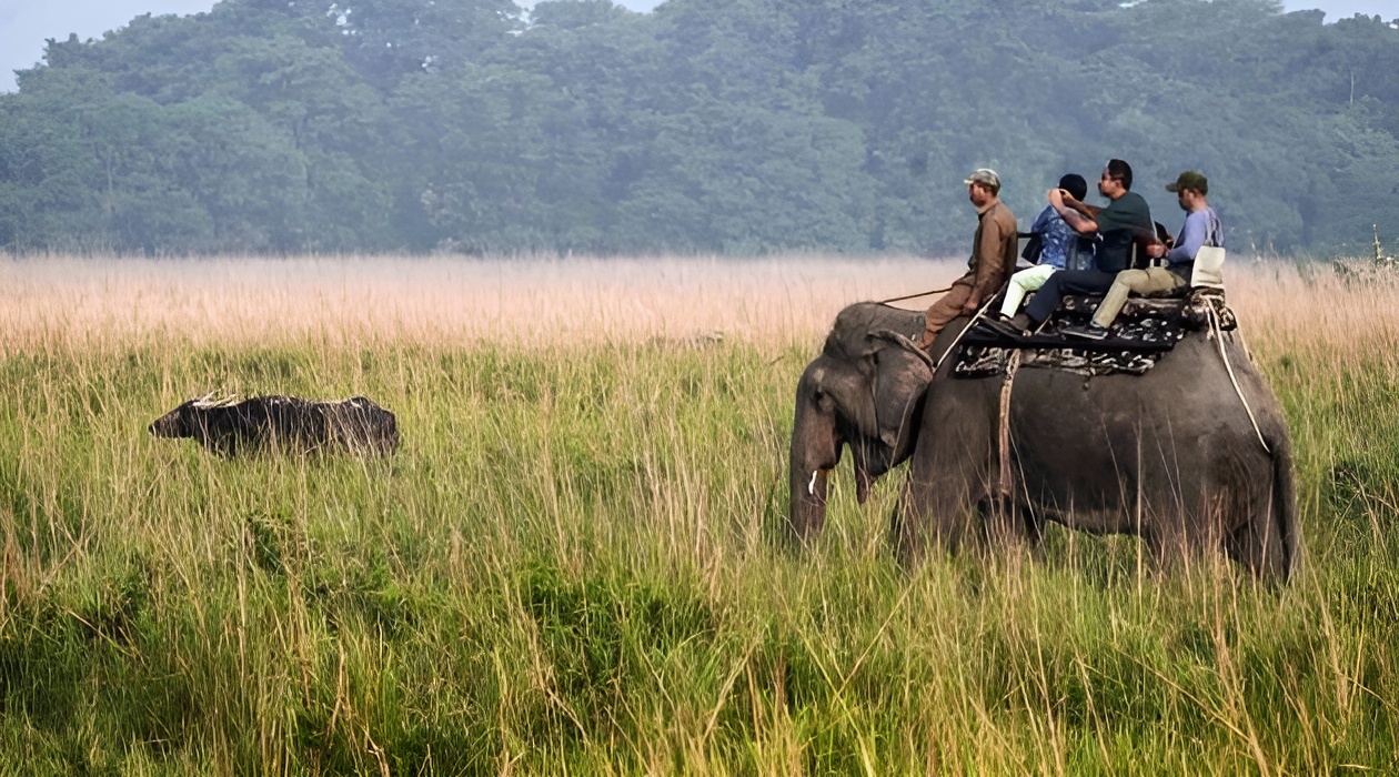 Elephant Safari Zones